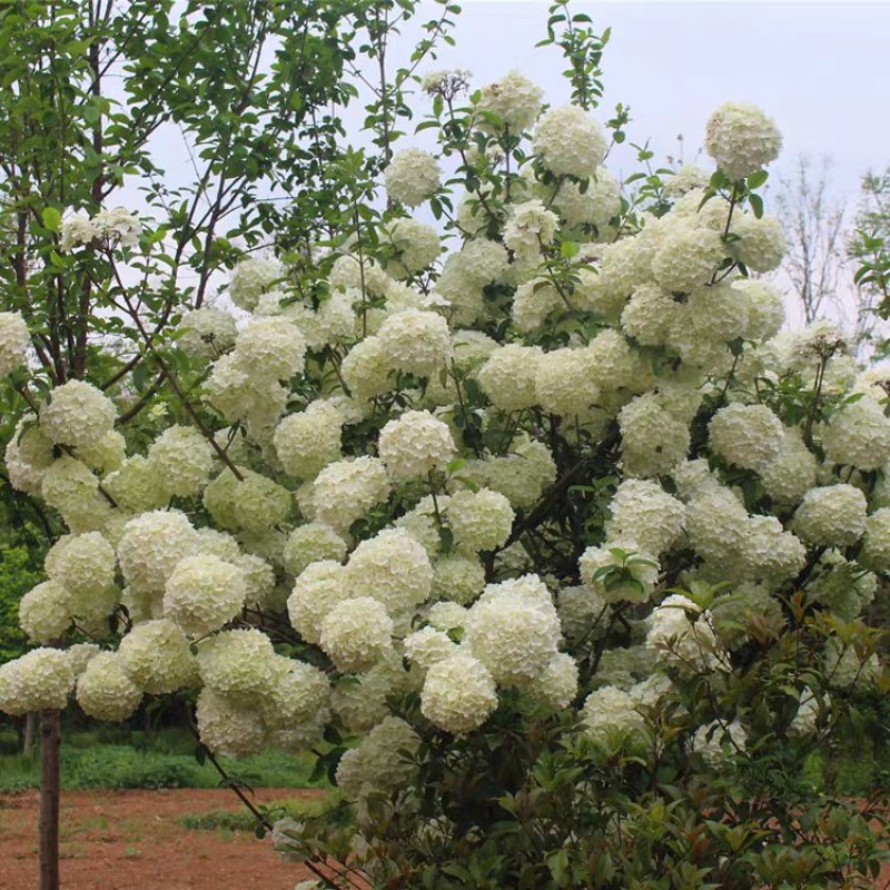 阳台大花绣球花园花卉植物中华乔木本绣球花树苗盆栽斗球马球