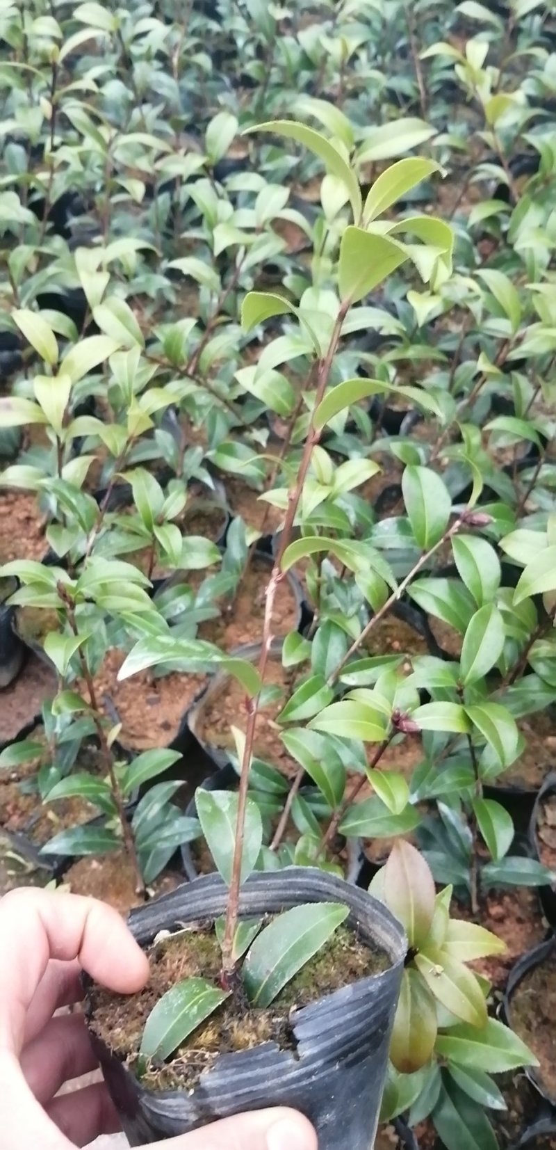 五色赤丹茶花，红赤丹，香妃。