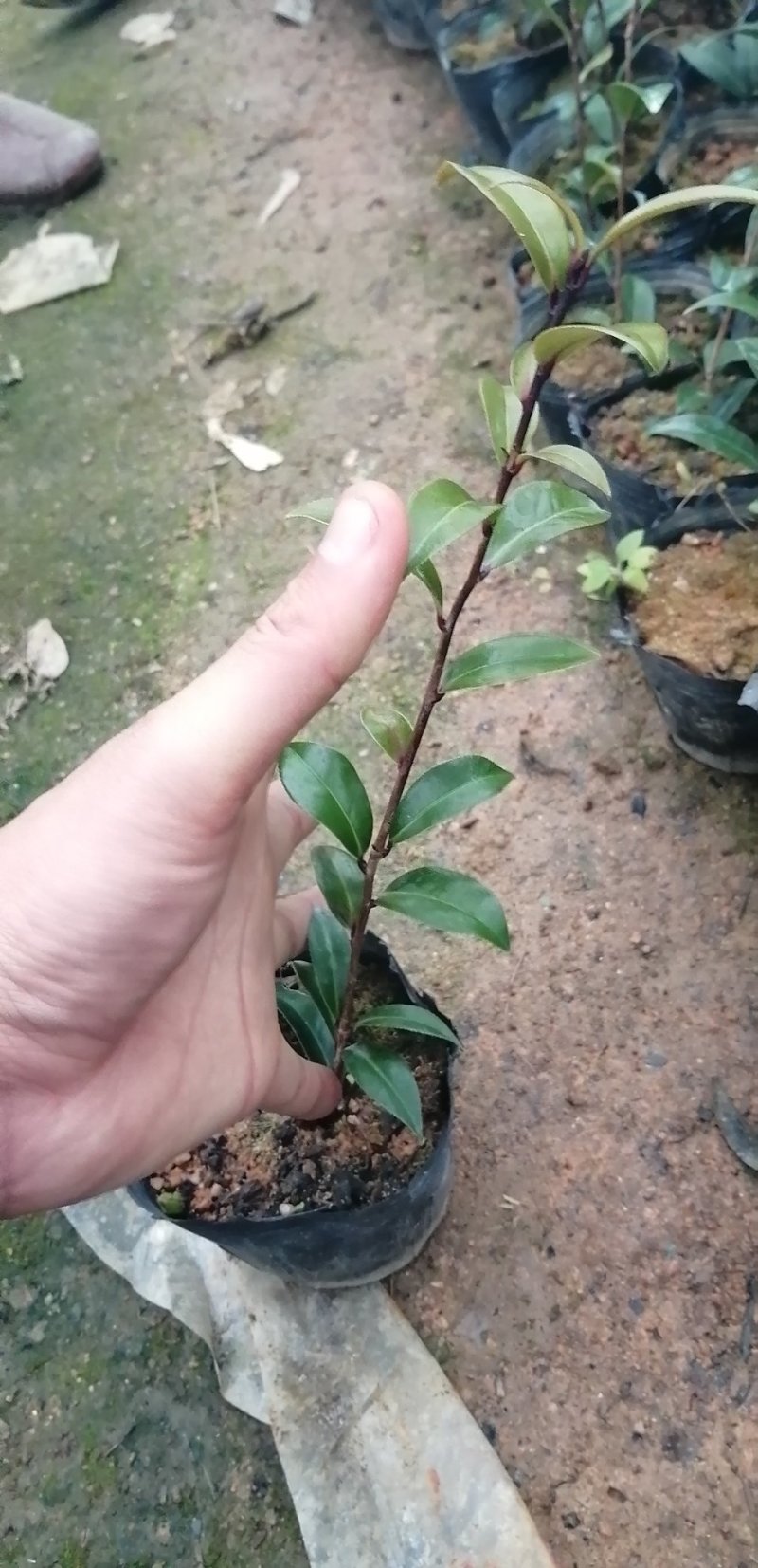 五色赤丹茶花，红赤丹，香妃。