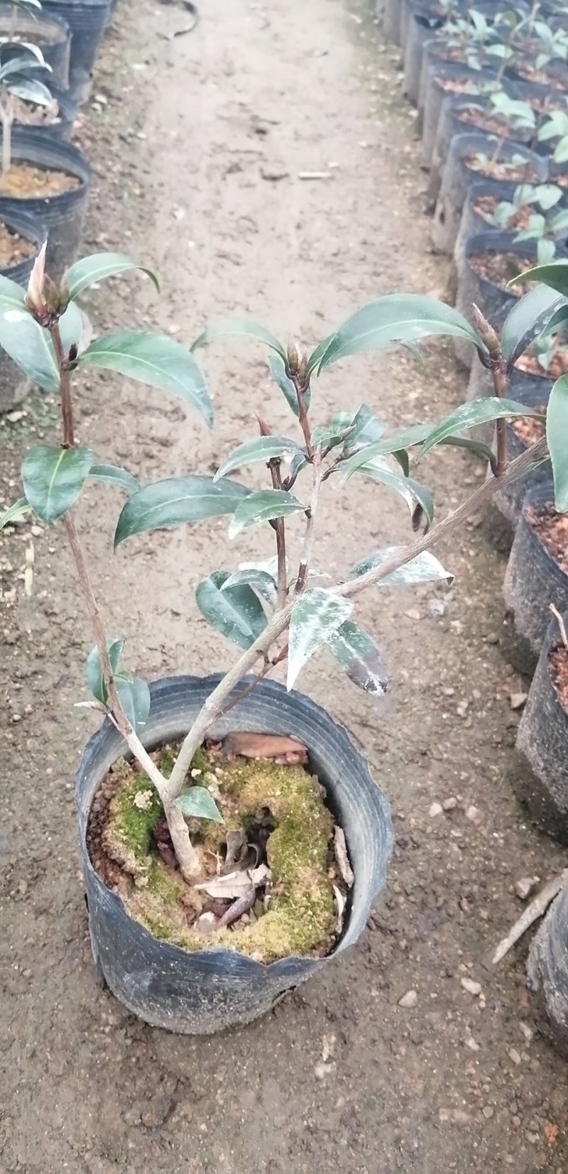 五色赤丹茶花，红赤丹，香妃。