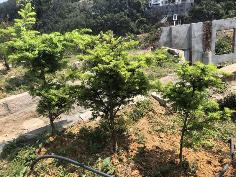 日本油杉苗