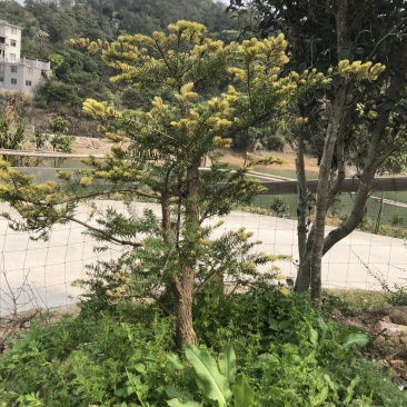 日本油杉苗