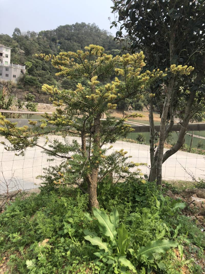 日本油杉苗