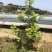 日本油杉苗
