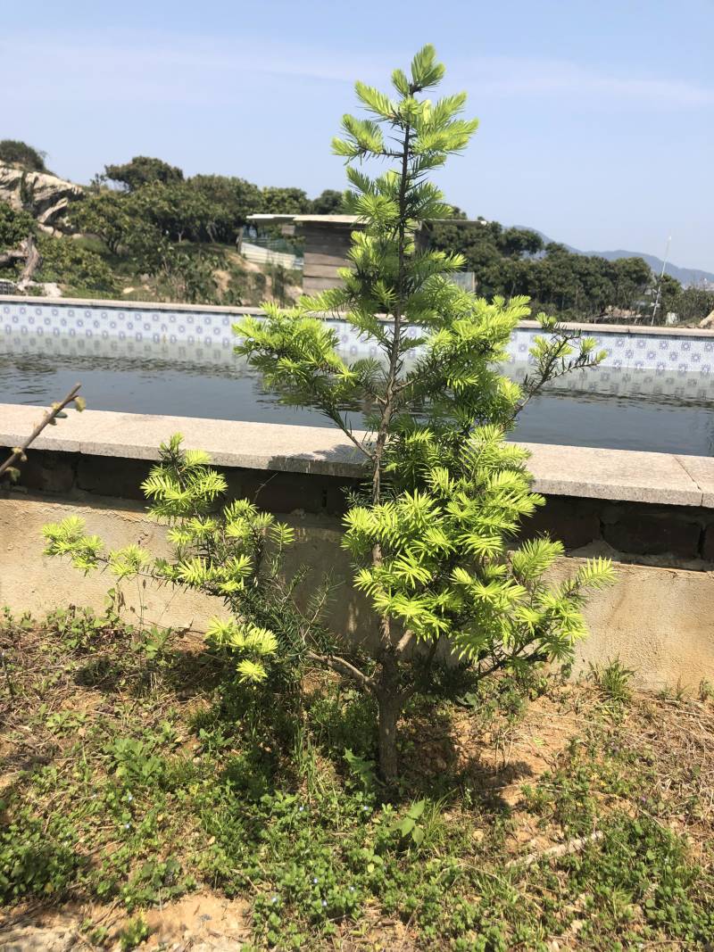 日本油杉苗