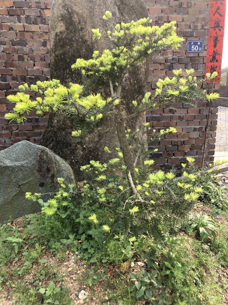 日本油杉苗