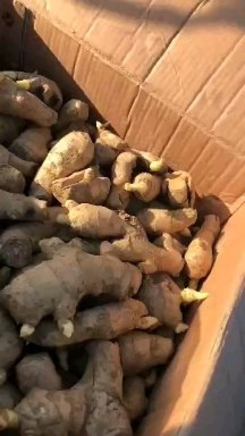 狮子头姜种（带芽）大黄姜产量高抗病毒全程技术指导