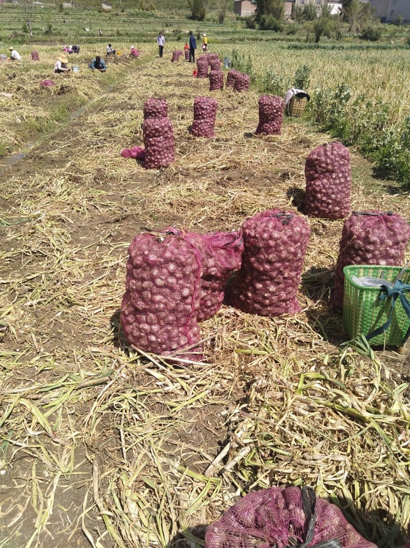 紫皮大蒜可做糖醋蒜泡蒜产地直供，全国无死角代收代卖