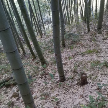 高山春笋二元1斤