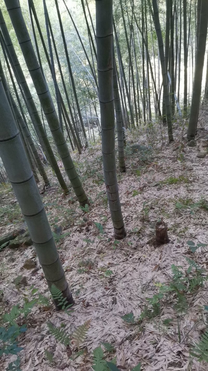高山春笋二元1斤