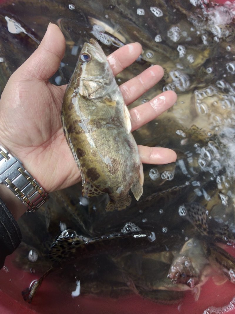 淡水鱼类