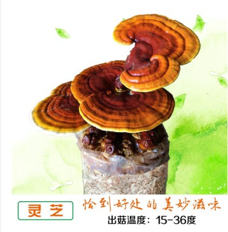 灵芝种植包，食用菌菌包菌种