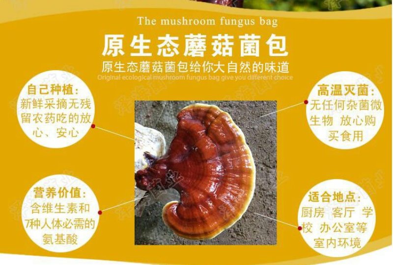 灵芝种植包，食用菌菌包菌种