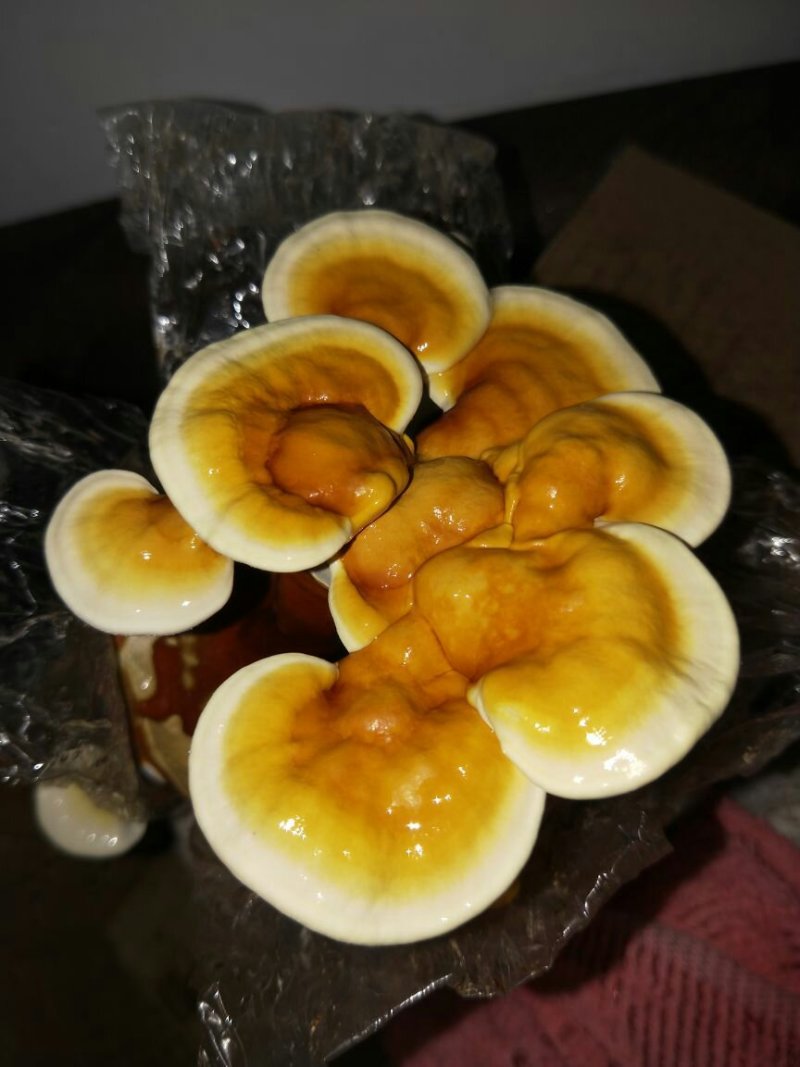 灵芝种植包，食用菌菌包菌种
