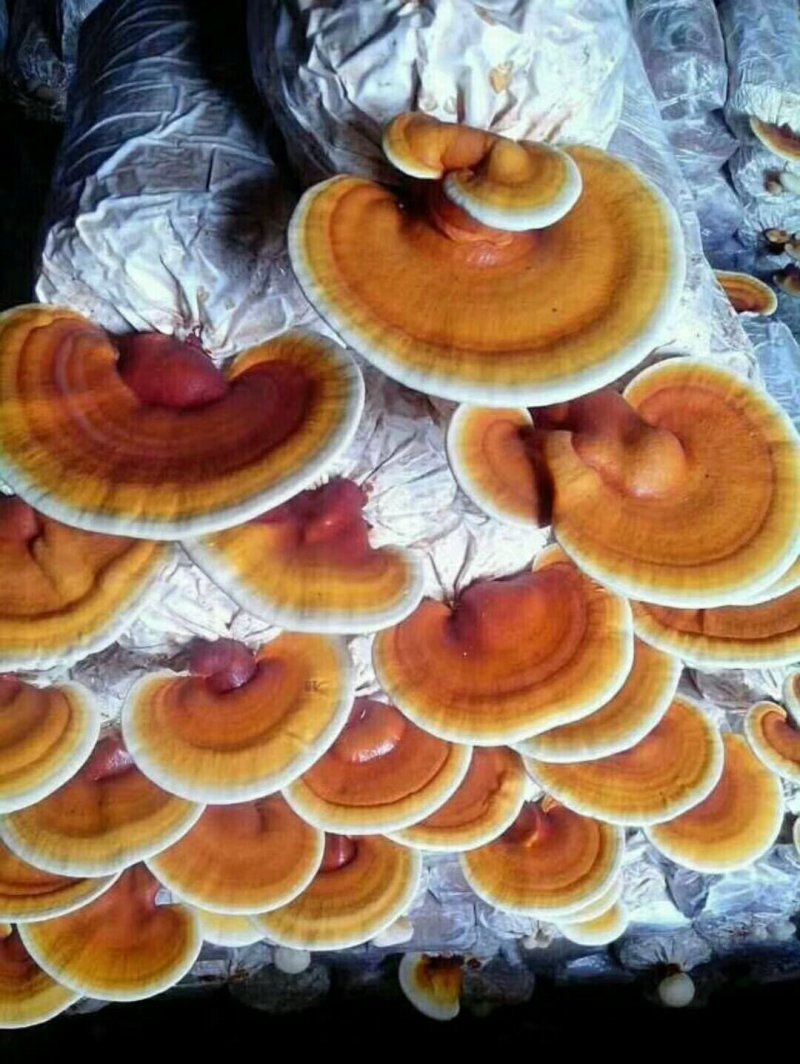 灵芝种植包，食用菌菌包菌种