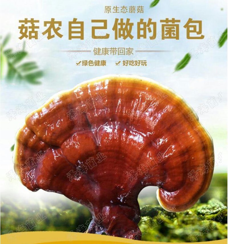 灵芝种植包，食用菌菌包菌种
