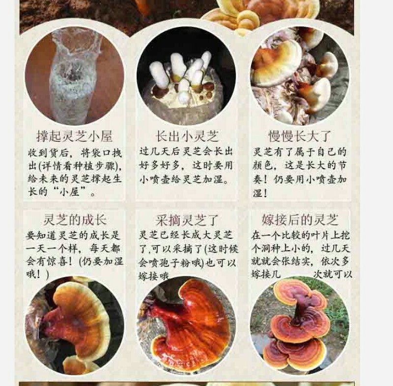 灵芝种植包，食用菌菌包菌种