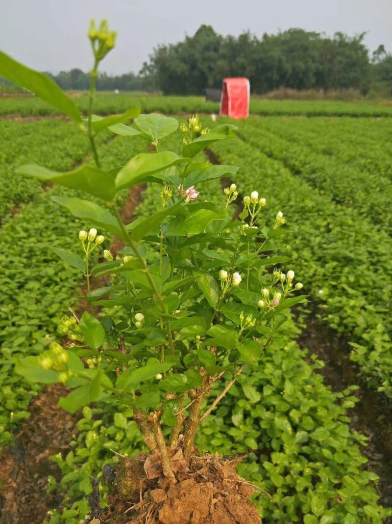 广西茉莉花苗1～4年，大量出售
