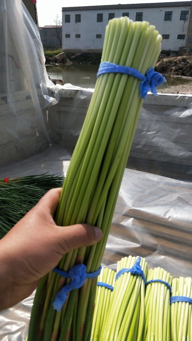蒜苔，鲜货，电商，超市，市场，代发全国各地，