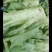 三青莴苣