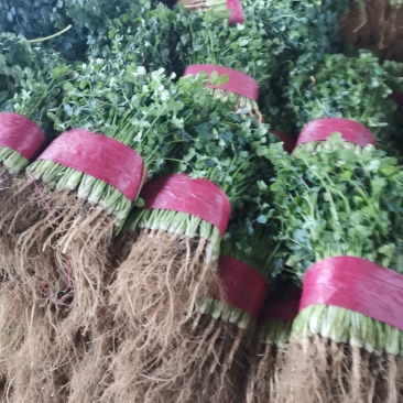 山东大叶香菜优质香菜大量上市中，标准25-30公高