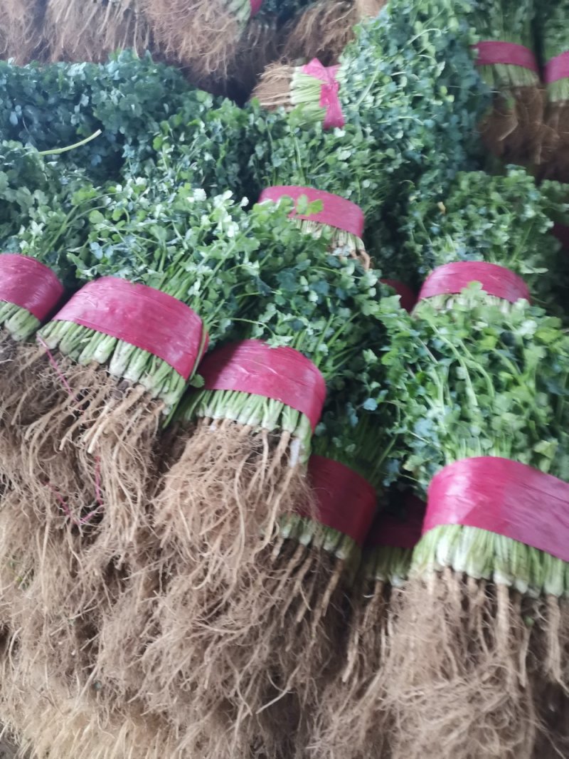 山东大叶香菜优质香菜大量上市中，标准25-30公高