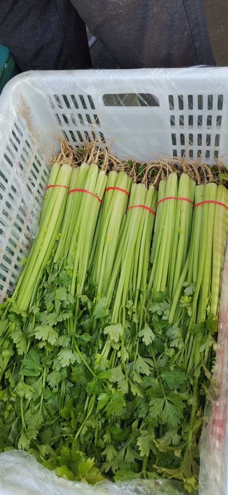 山东芹菜山东香芹优质标准香芹大量上市价格合理，