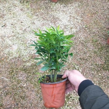 竹柏（平安竹）去甲醛，净化空气，龙岩永福基地直销