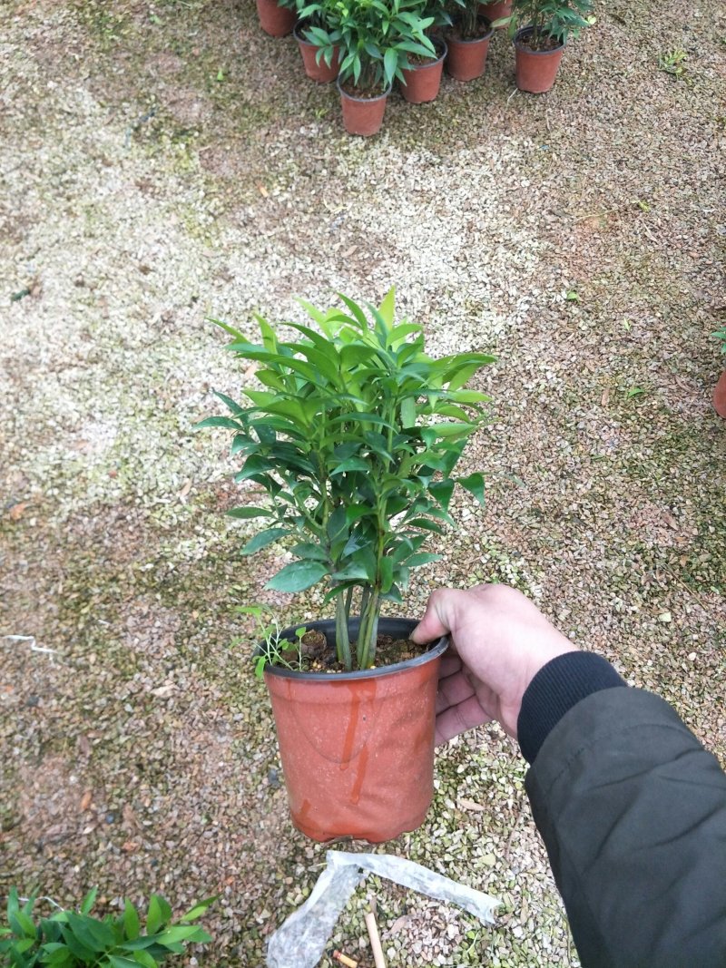 竹柏（平安竹）去甲醛，净化空气，龙岩永福基地直销