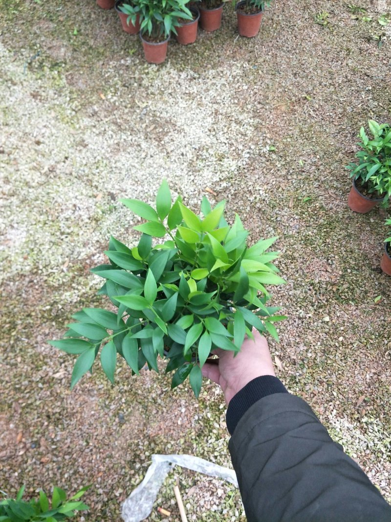 竹柏（平安竹）去甲醛，净化空气，龙岩永福基地直销