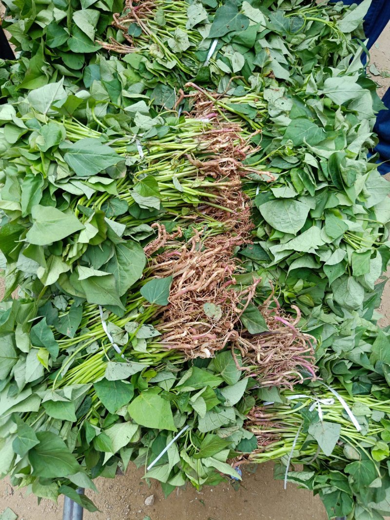 红薯苗，济薯25红薯苗高淀粉粘度高粉质好