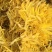 金丝黄菊！无硫无添加！！一手货源大货批发！