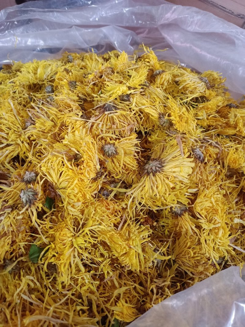 金丝黄菊！无硫无添加！！一手货源大货批发！