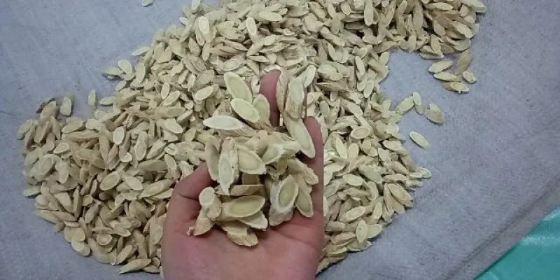 甘肃千年药乡黄芪，规格齐全。量大从优，合作共赢