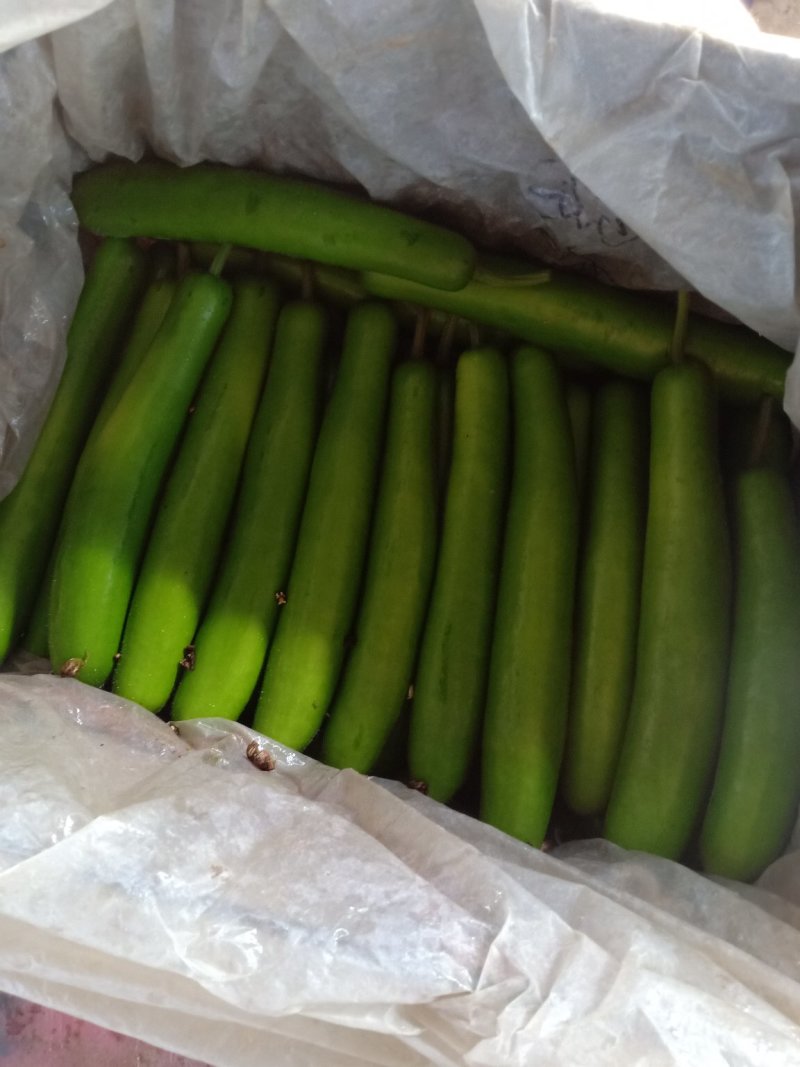 无公害工棚绿色精品瓠子