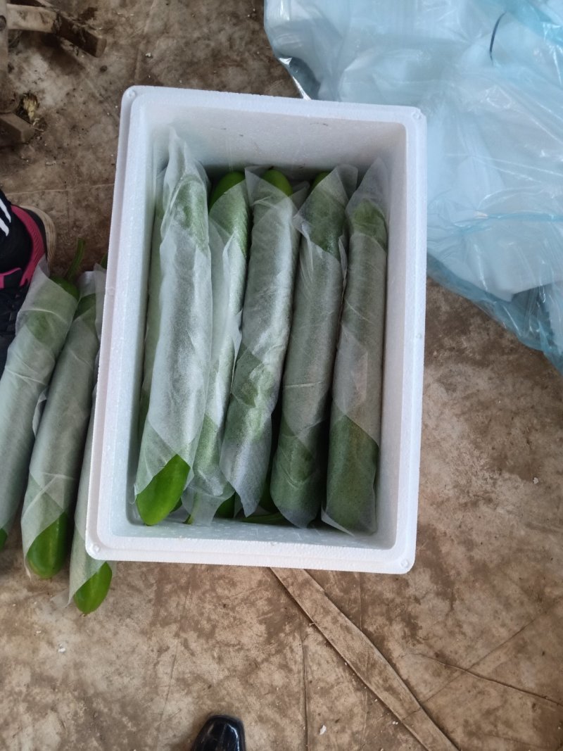 无公害工棚绿色精品瓠子