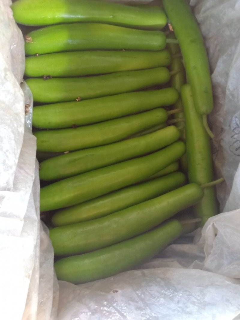 无公害工棚绿色精品瓠子
