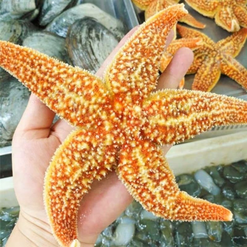 海鲜水产鲜活海星大海星新鲜五角星海五星满籽熟冻