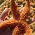 海鲜水产鲜活海星大海星新鲜五角星海五星满籽熟冻