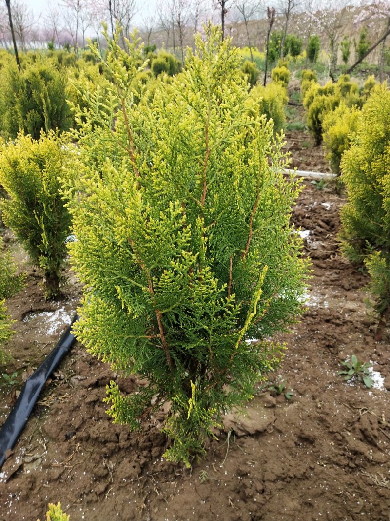 洒金柏球冠幅40-80厘米大量出售