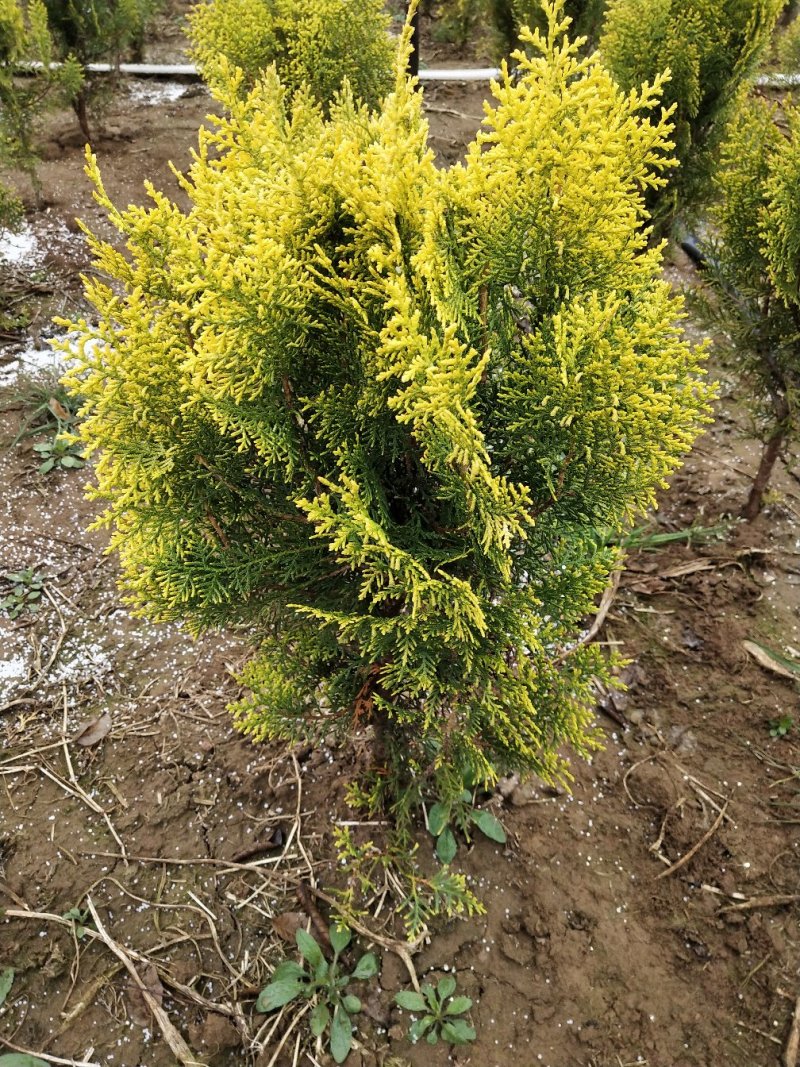 洒金柏球冠幅40-80厘米大量出售