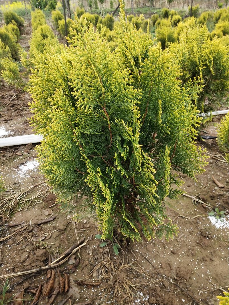 洒金柏球冠幅40-80厘米大量出售