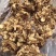 地摊热卖批发茶树菇，江湖地摊暴利产品，地摊热卖资源