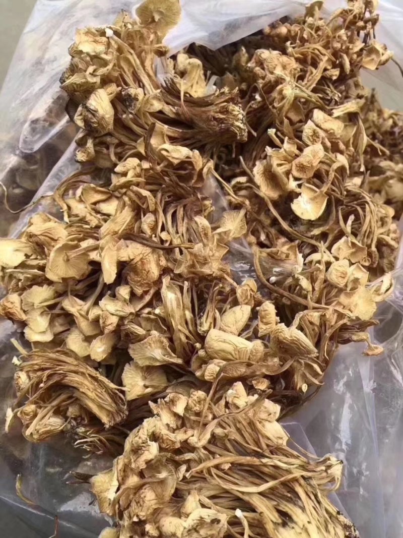 地摊热卖批发茶树菇，江湖地摊暴利产品，地摊热卖资源