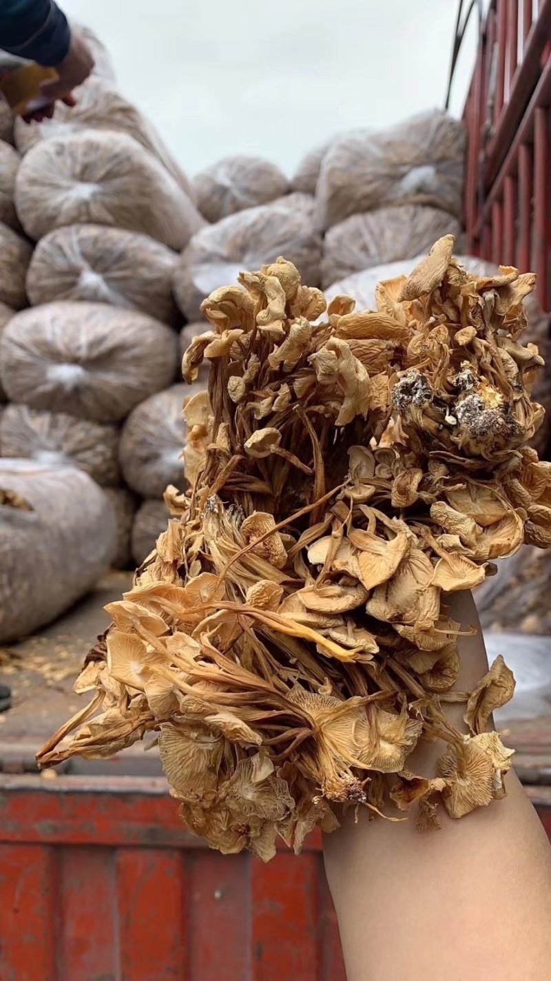 地摊热卖批发茶树菇，江湖地摊暴利产品，地摊热卖资源