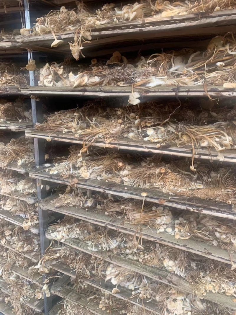 地摊热卖批发茶树菇，江湖地摊暴利产品，地摊热卖资源