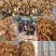 地摊热卖批发茶树菇，江湖地摊暴利产品，地摊热卖资源
