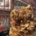 地摊热卖批发茶树菇，江湖地摊暴利产品，地摊热卖资源