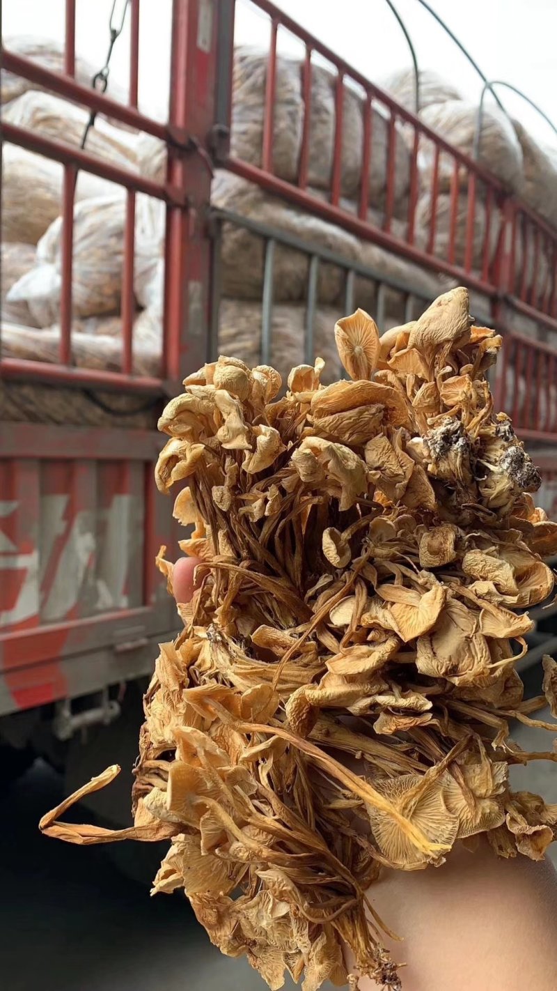 地摊热卖批发茶树菇，江湖地摊暴利产品，地摊热卖资源
