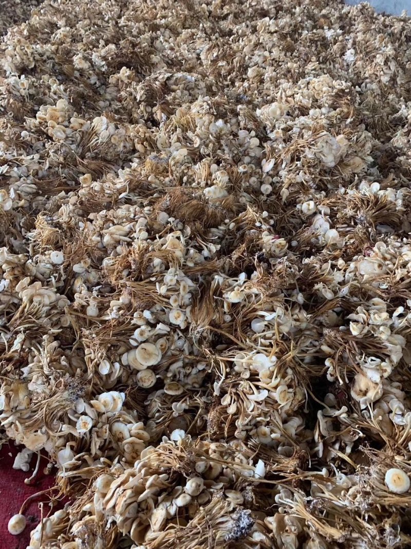 地摊热卖批发茶树菇，江湖地摊暴利产品，地摊热卖资源